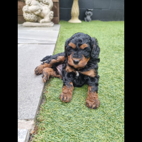 Cockapoo - Both