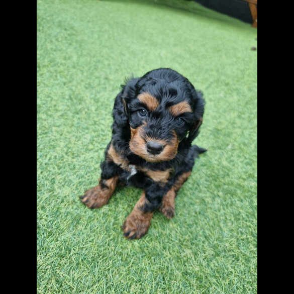 Cockapoo - Both