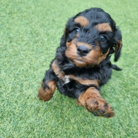 Cockapoo - Both