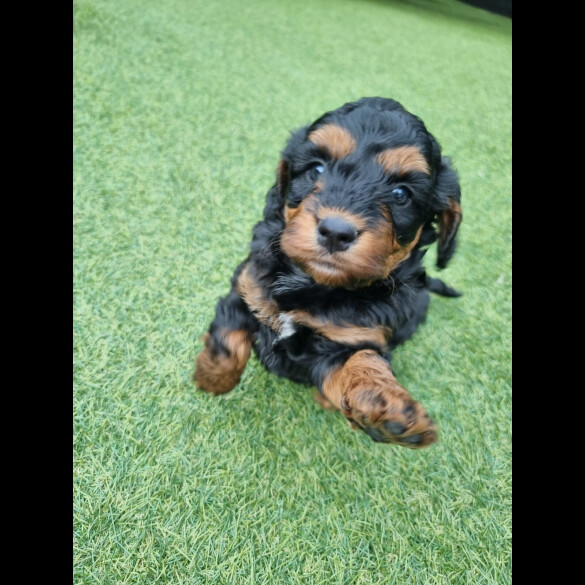 Cockapoo - Both