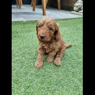 Cockapoo - Both