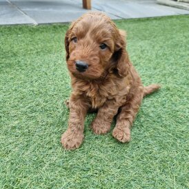 Cockapoo - Both