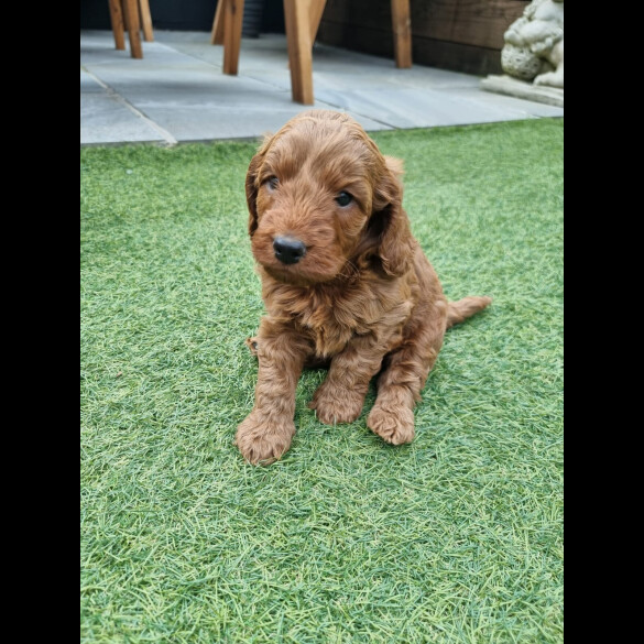 Cockapoo - Both