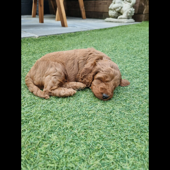 Cockapoo - Both