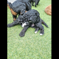 Cockapoo - Both