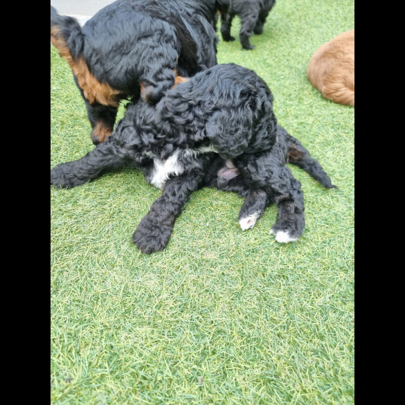 Cockapoo - Both