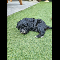 Cockapoo - Both