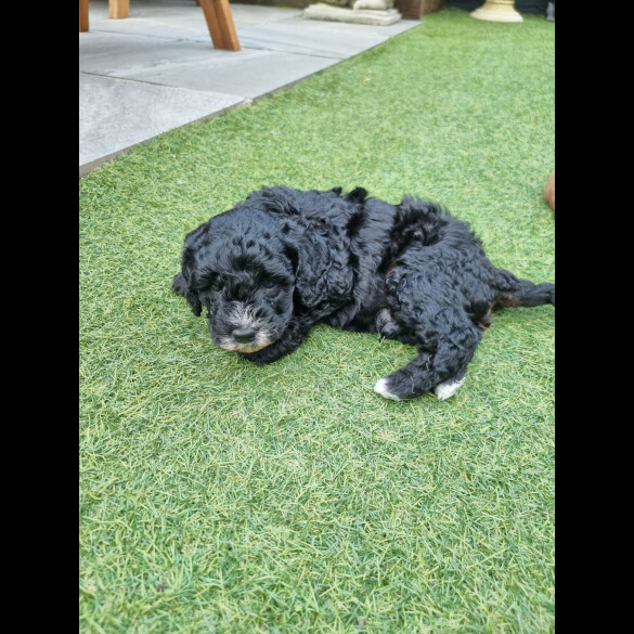 Cockapoo - Both