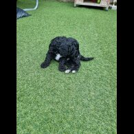 Cockapoo - Both