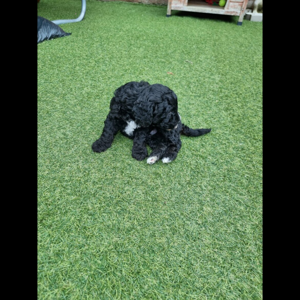 Cockapoo - Both