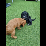 Cockapoo - Both