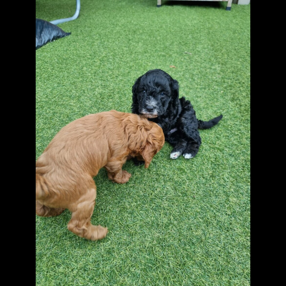 Cockapoo - Both