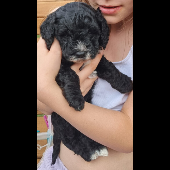 Cockapoo - Both