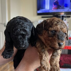 Cockapoo - Both