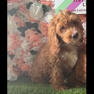 Cockapoo - Both