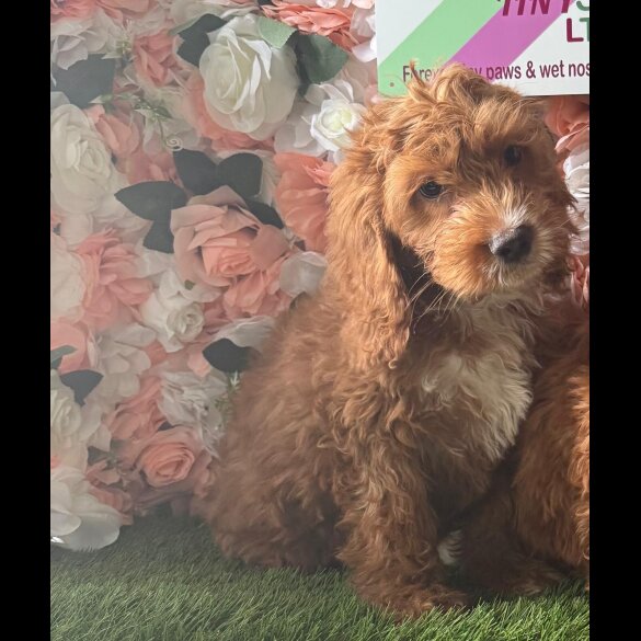 Cockapoo - Both