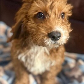Cockapoo - Both