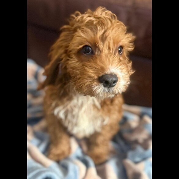 Cockapoo - Both