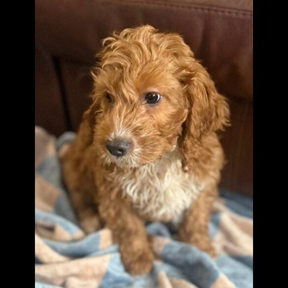 Cockapoo - Both