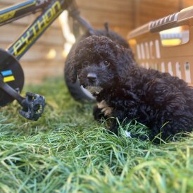 Cockapoo - Both