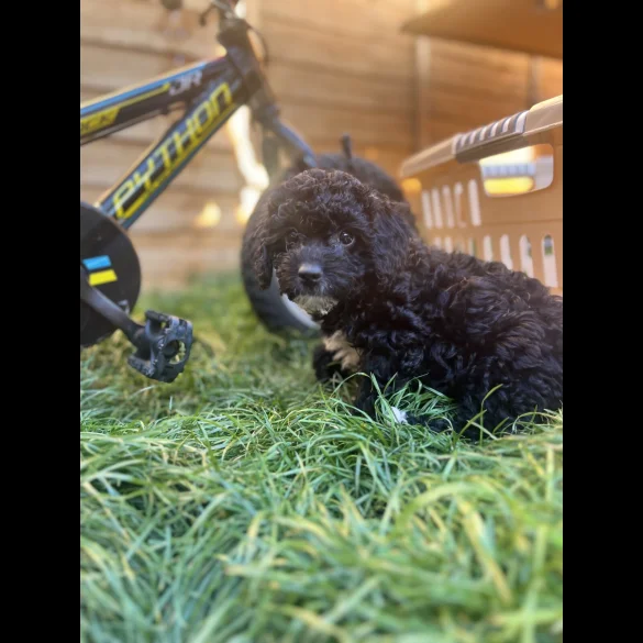 Cockapoo - Both