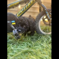 Cockapoo - Both