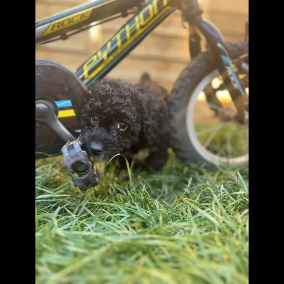 Cockapoo - Both