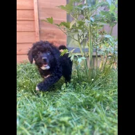 Cockapoo - Both