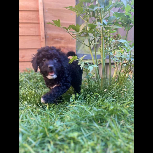 Cockapoo - Both