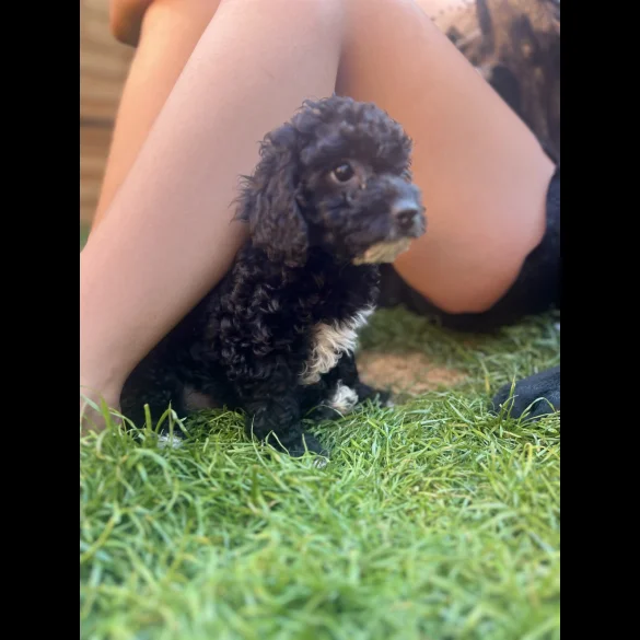 Cockapoo - Both