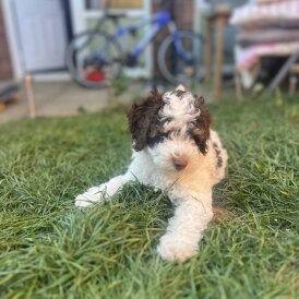 Cockapoo - Both