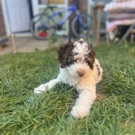 Cockapoo - Both