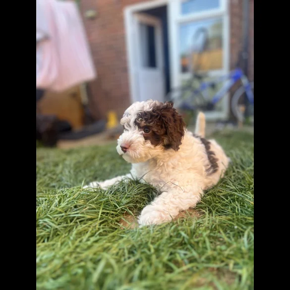 Cockapoo - Both