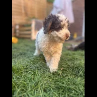 Cockapoo - Both