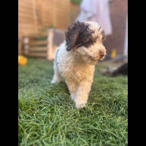 Cockapoo - Both