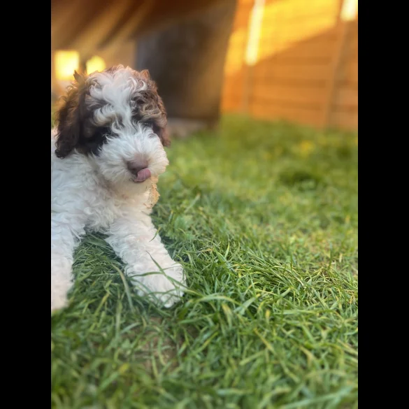 Cockapoo - Both