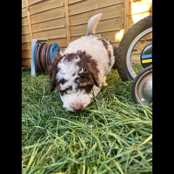 Cockapoo - Both
