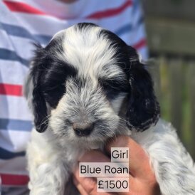 Cockapoo - Both