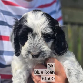 Cockapoo - Both