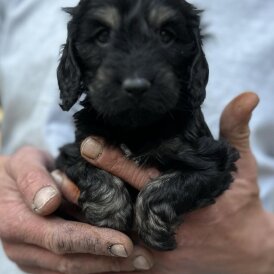 Cockapoo - Bitches