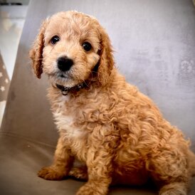 Cockapoo - Both