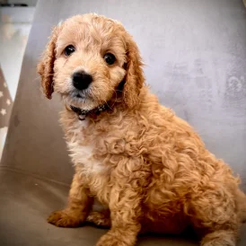 Cockapoo - Both