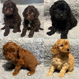 Cockapoo - Both