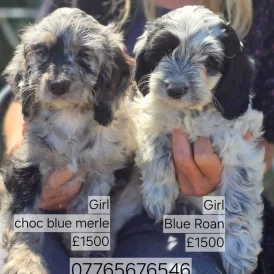 Cockapoo - Both