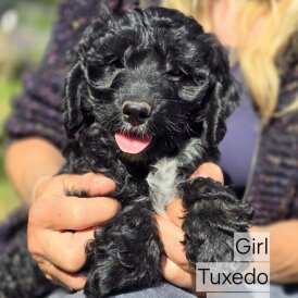 Cockapoo - Both