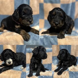 Cockapoo - Both