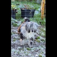Cockapoo - Both