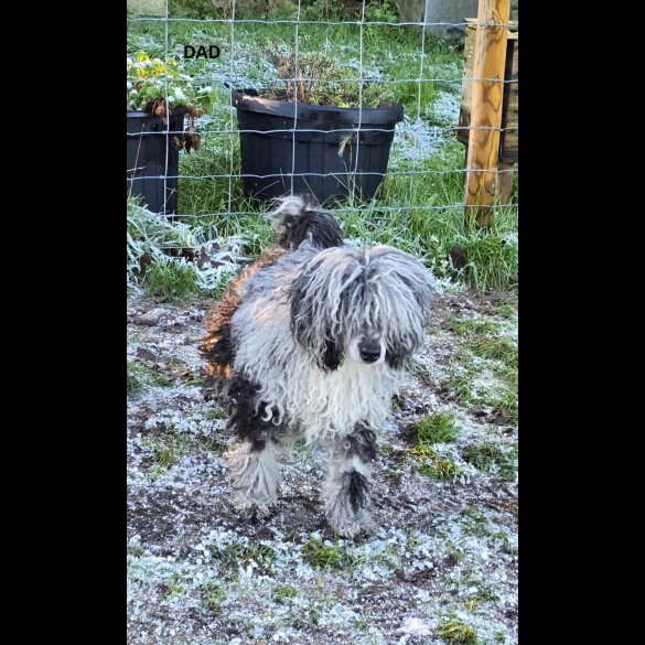 Cockapoo - Both