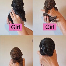 Cockapoo - Both