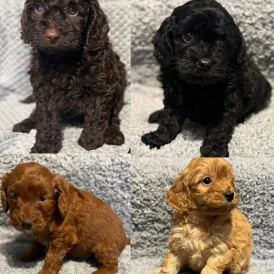 Cockapoo - Both